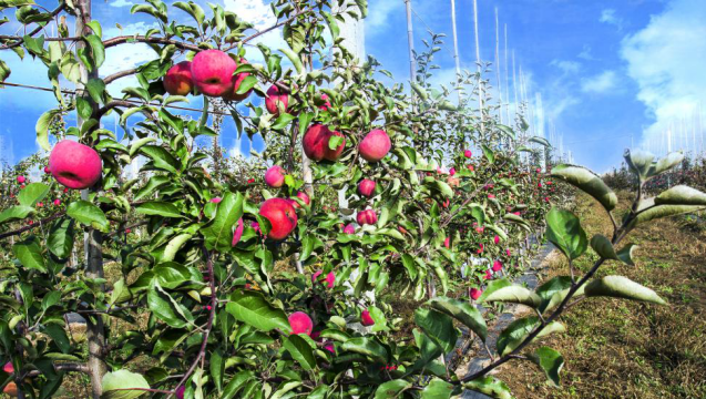 果树种植基地照片 | 高科农林其他 | 平凉市高科农林绿化工程有限责任
