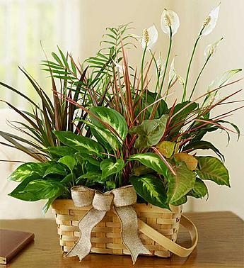 锦江区欧特美家园艺 - - 绿植组合